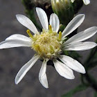 Narrow-leaved Aster