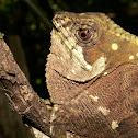 Helmet Lizard