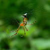 long-jawed orb weaver spider