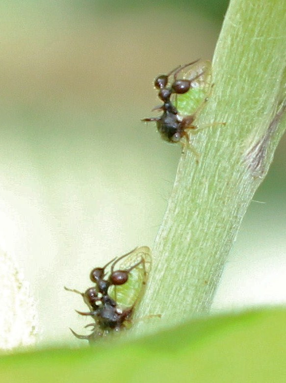Ant-Mimicking treehopper