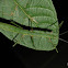 Stick Insect - Phasmid