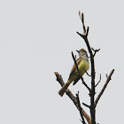 Great Crested Flycatcher