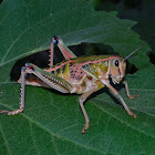 Plains Lubber Grasshopper