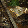 Midland Water Snake & American Bullfrog