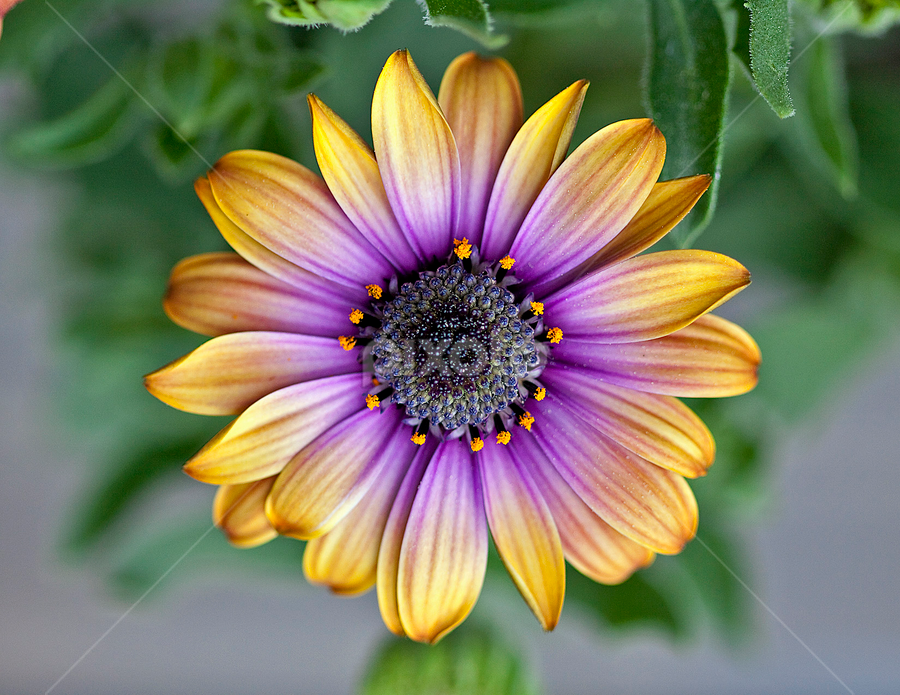 by Michael Waller - Flowers Single Flower