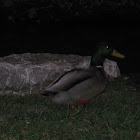 Mallard Duck