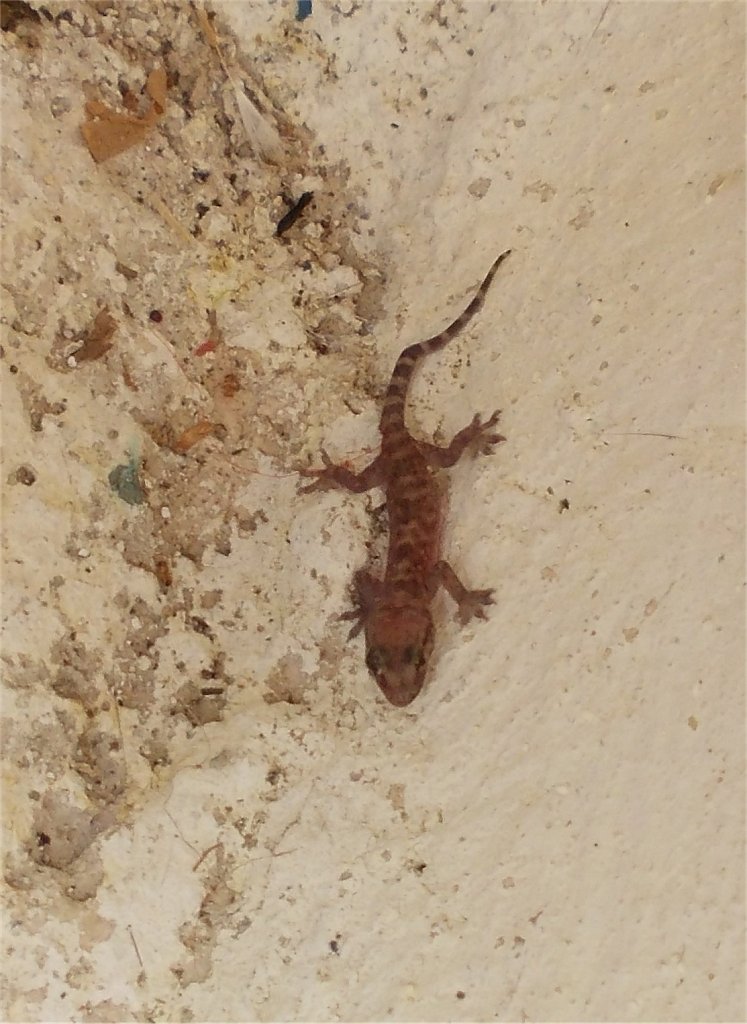 Mediterranean house gecko (σαμαμίδι)