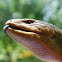 Tanimbar Island Blue Tongued Skink