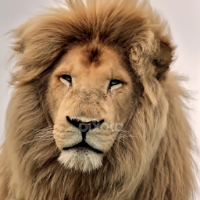 Portrait. by Zoe Walker Designs - Animals Lions, Tigers & Big Cats