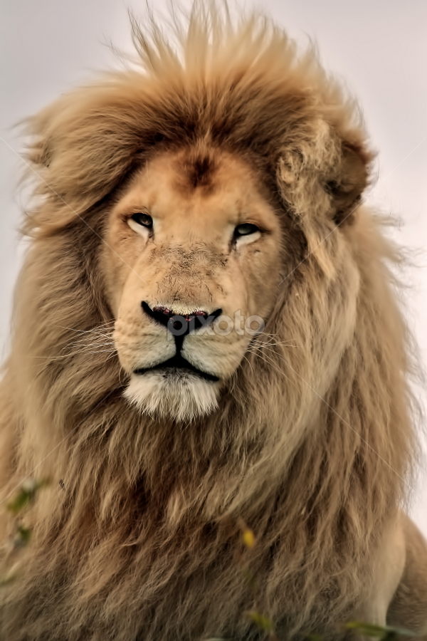 Portrait. by Zoe Walker Designs - Animals Lions, Tigers & Big Cats