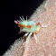 Treehopper nymph (Pós-ecdise)