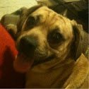 Puggle