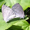 Spring Azure Butterflies (mating)