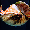 Chambered nautilus