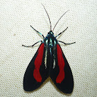 Ctenuchid Moth