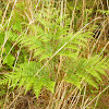 Bracken Fern