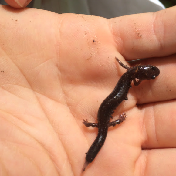 Jefferson Salamander Project Noah