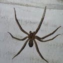 Brown Recluse