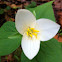 Western Trillium