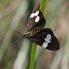 Magpie Moth