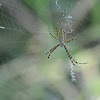Banded Argiope (female)