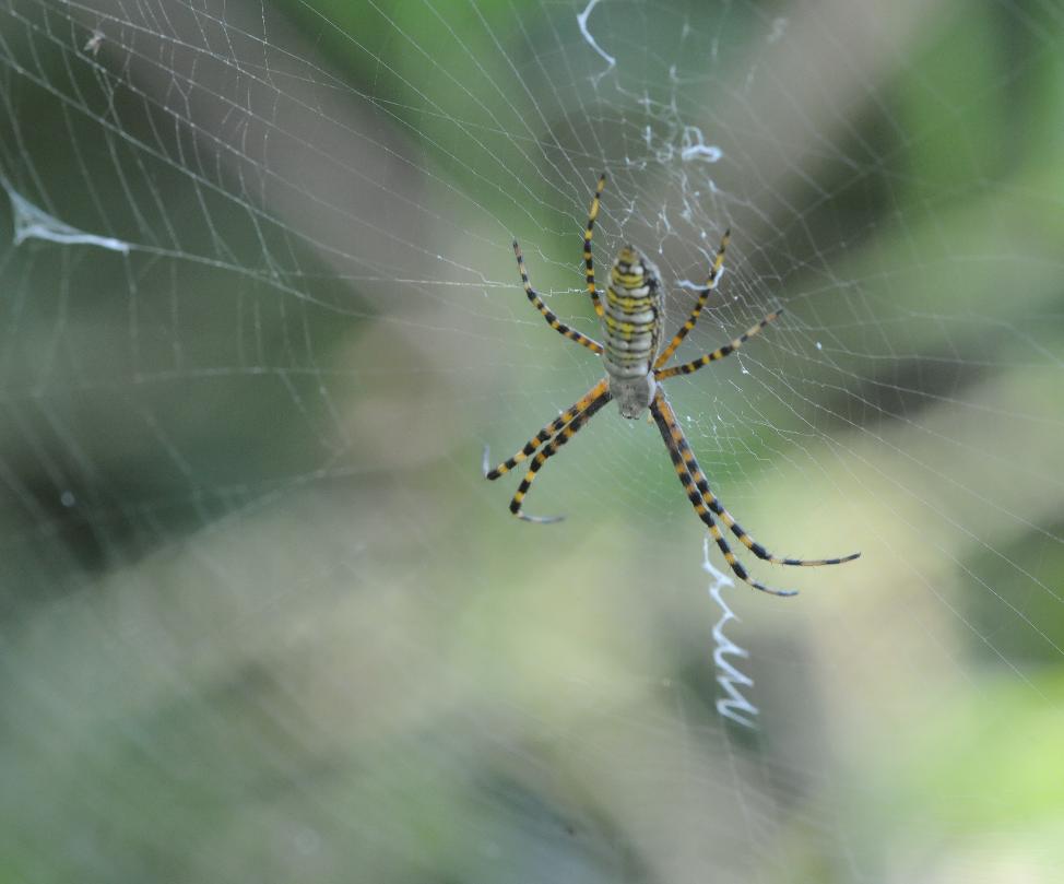 Banded Argiope (female)