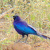 Rüppell's Long-Tailed Starling