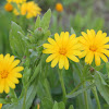 Field Marigold