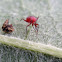 Red Stinkbug nymph