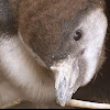 Humboldt Penguin (Pinguino de Humbolt)