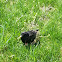 Common myna starling