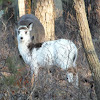 Piebald Whitetail Deer(Molly)