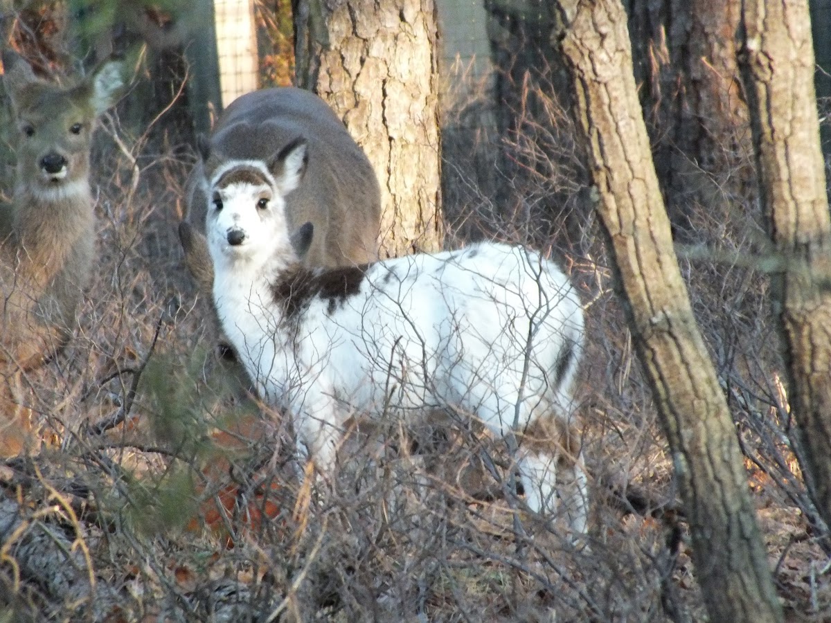 Piebald Whitetail Deer(Molly)