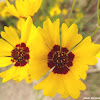 Plains Coreopsis