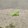 (juvenile) green iguana