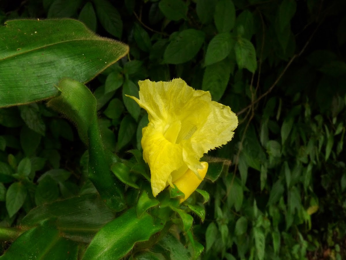 Costus flower