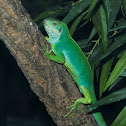 Fiji Green Banded Iguana