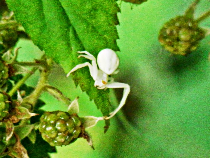 White Flower Crab Spider