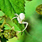 White Flower Crab Spider