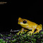 Yellow Hourglass Tree Frog