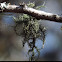 Hanging Lichen