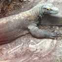 Komodo dragon