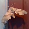 Oak Hawk-moth