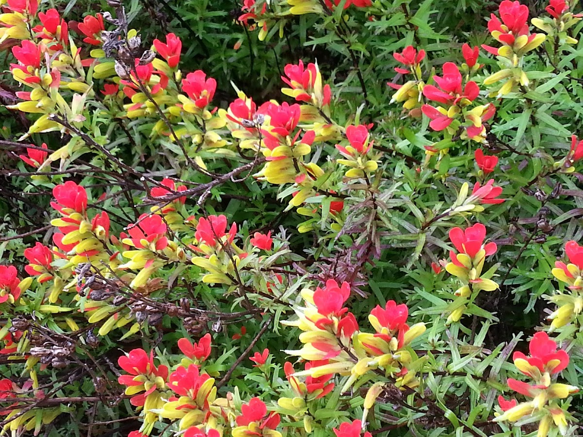 Indian paintbrush or prairie-fire