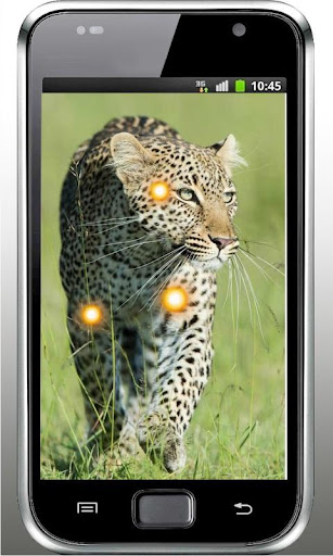 Leopard Wild HD live wallpaper