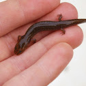 Texas Salamander