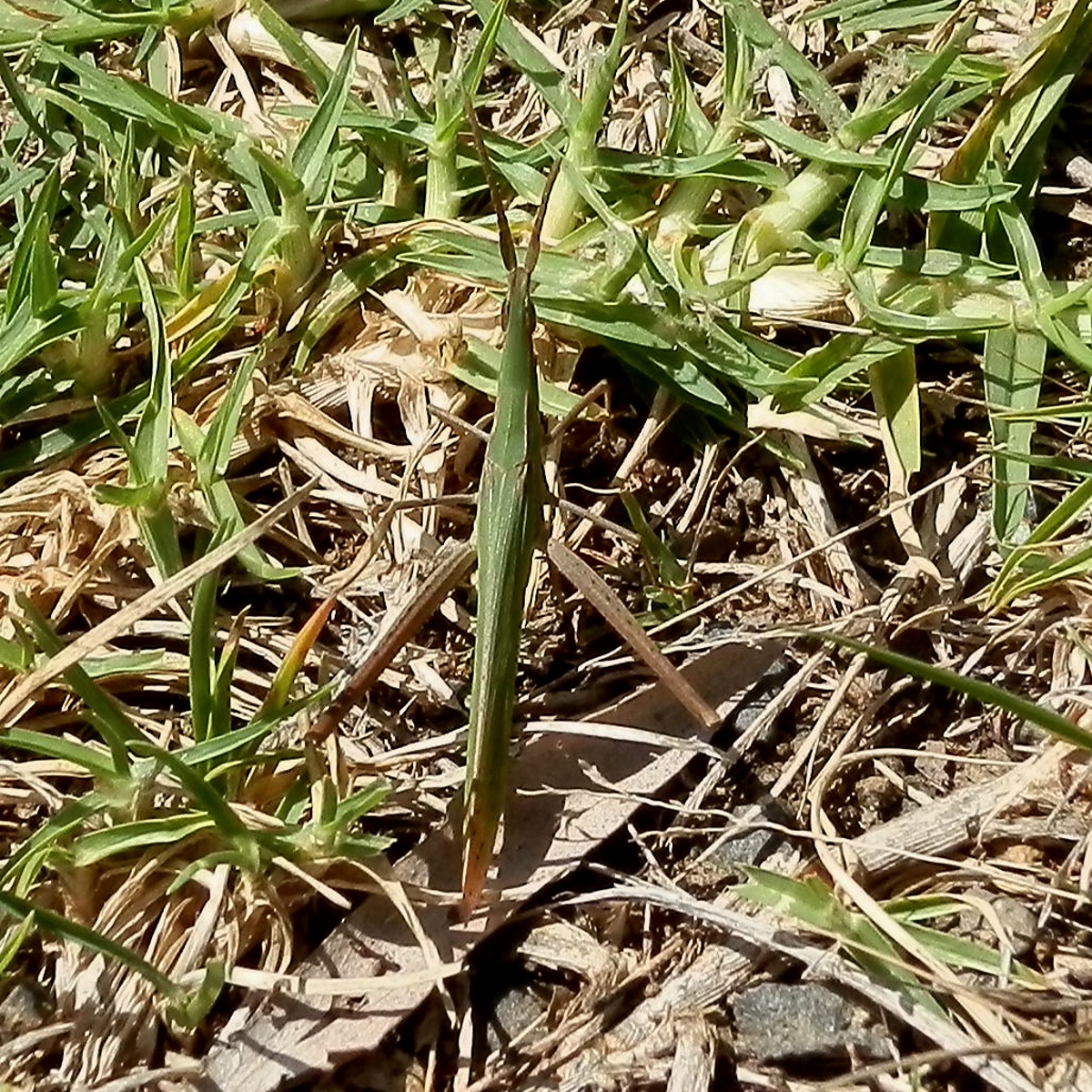 Australian Grass Pyrgomorph