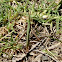 Australian Grass Pyrgomorph