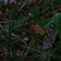 female Lythria cruentaria, Ampfer-Purpurspanner