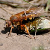 Eastern Cicada Killer Wasp